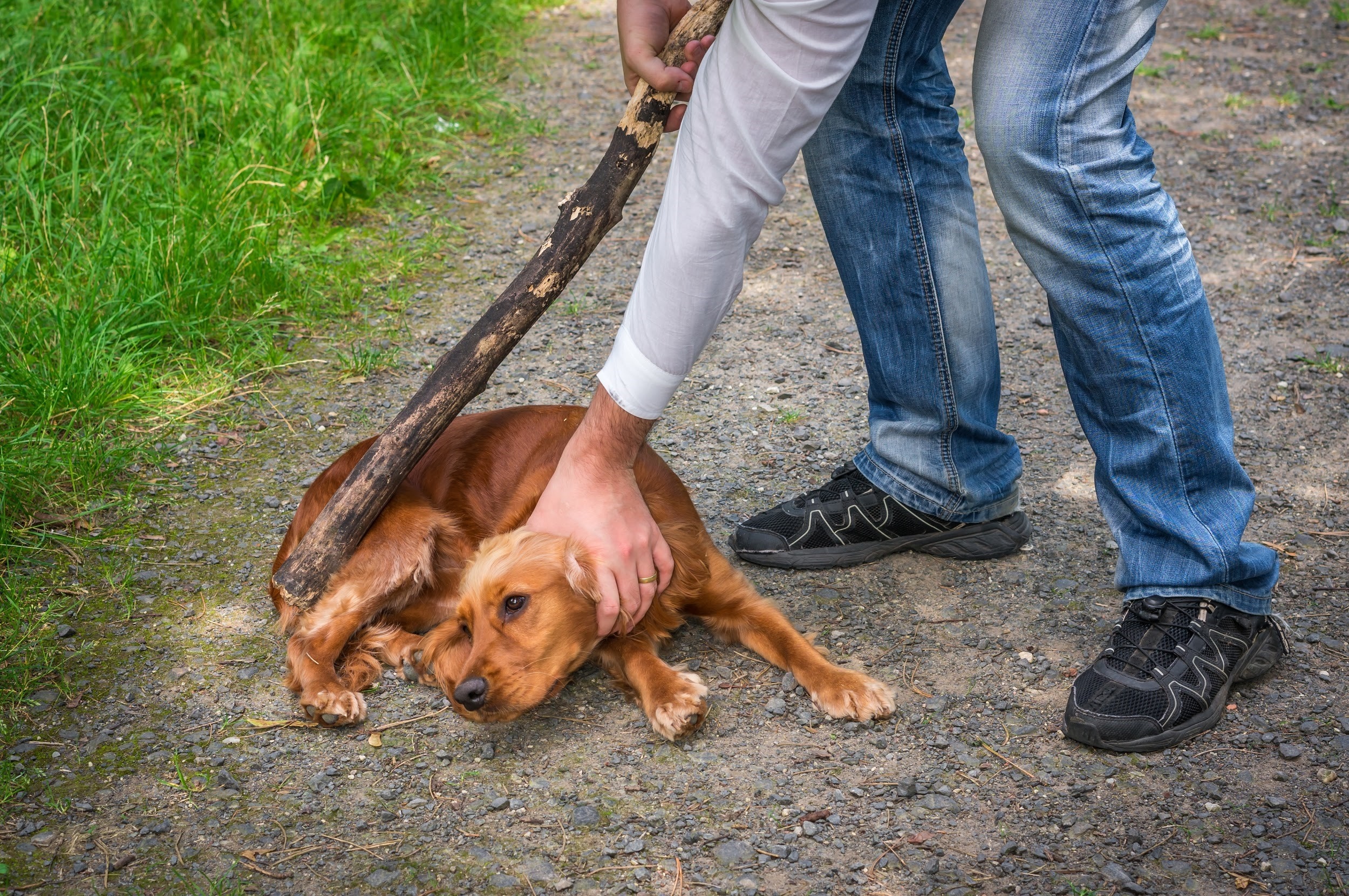 What Are the Penalties for Abusing a Dog in Texas