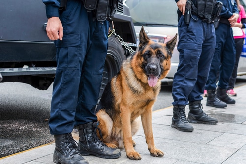 Can Police Use Drug Sniffing Dogs to Search Your Car?