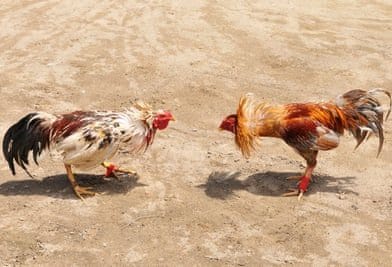 cockfight