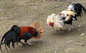 cockfight