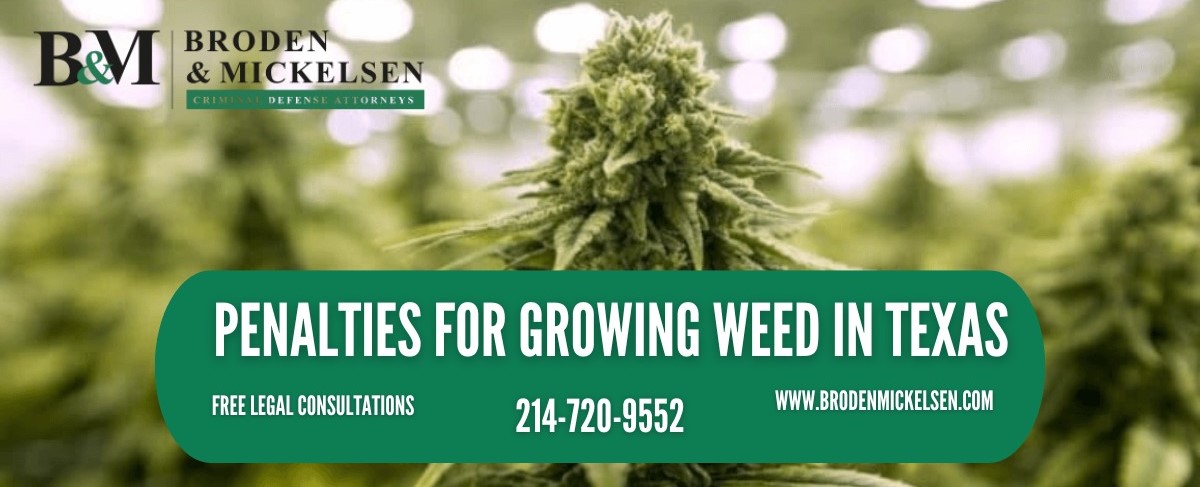Penalties for Growing Weed in Texas